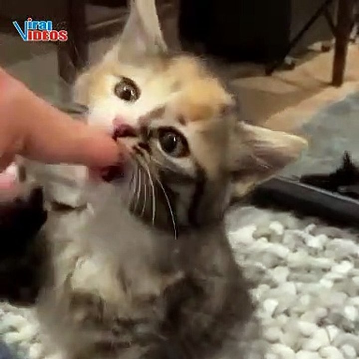 Kittens Playing with Human | Cuteness overloaded | Nature is Amazing