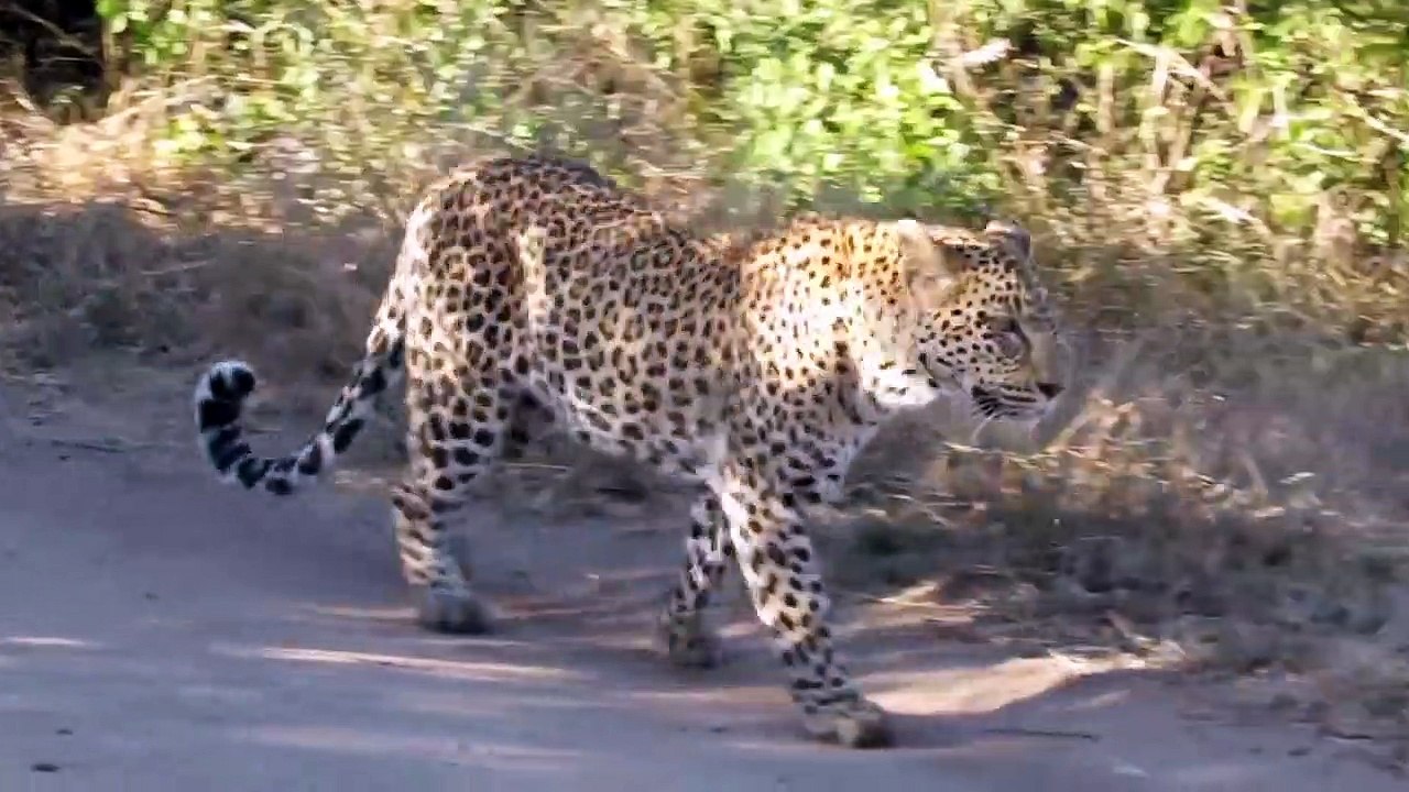 There's a LEOPARD in Camp!
