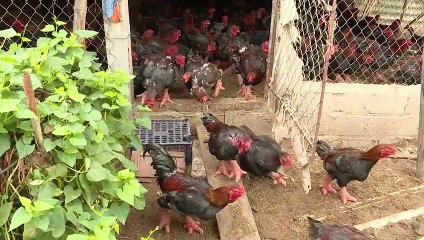 Auf großem Fuß: Drachenhühner als Delikatesse zum Neujahrsfest