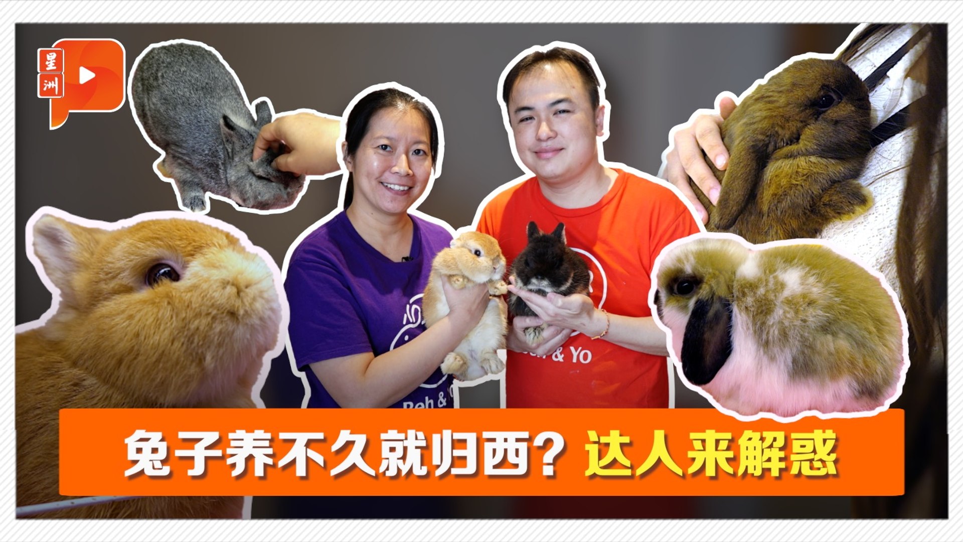 兔年看兔！超软萌宠物兔可爱暴击  养对可活十几年！