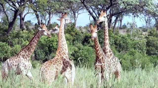 3 LEOPARDS and GIRAFFES 'Necking'