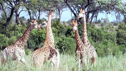 3 LEOPARDS and GIRAFFES 'Necking'