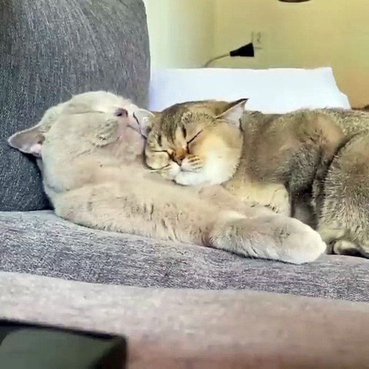 Crazy Cats Series pt. 17