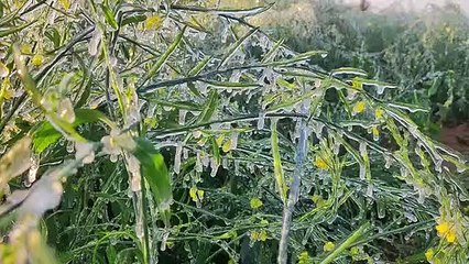 पारा लगातार पांचवे दिन माइनस में, प्रदेश में अब होगी मावठ की बरसात
