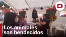 Las mascotas mexicanas reciben la bendición por San Antonio Abad