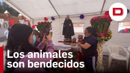 Las mascotas mexicanas reciben la bendición por San Antonio Abad