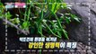 『 시서스 』 체지방 감소에 도움을 주는 다이어트 비책 TV CHOSUN 230118 방송