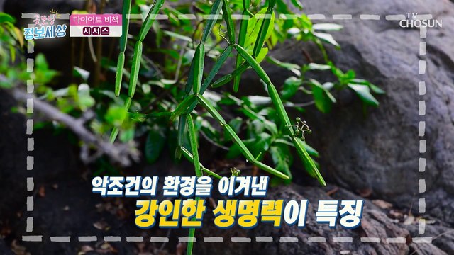 『 시서스 』 체지방 감소에 도움을 주는 다이어트 비책 TV CHOSUN 230118 방송