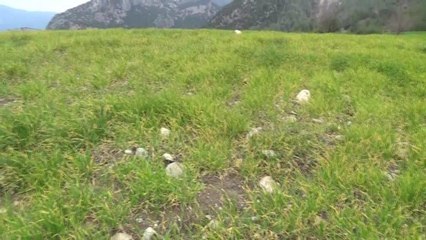 Osmaniyeli Çiftçiler Kuraklıktan Dertli: "Hortumla Tarlamı Suluyorum. Böyle Olursa, Ekin Çıkmazsa Kıtlık Gelir"