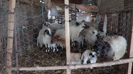 Ziraat mühendisi kadın, devlet desteğiyle küçükbaş hayvan yetiştiriciliği yapıyor