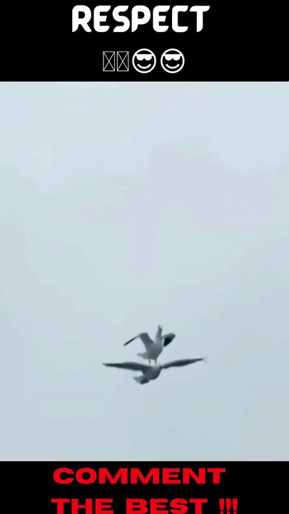 Best Scene Respect #shorts #respect #viral