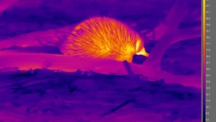 El raro "erizo australiano" que hace pompas para soportar el calor