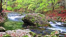 Relaxing Piano Music With Water Sounds & Birdsong - Peaceful Forest Stream For Relaxation