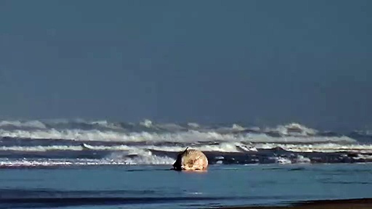 Une baleine s'est échouée ce 18 janvier 2023  sur une plage de Vielle Saint Girons.