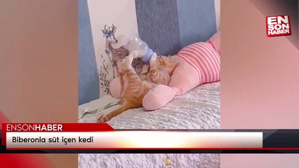 Biberonla süt içen kedi