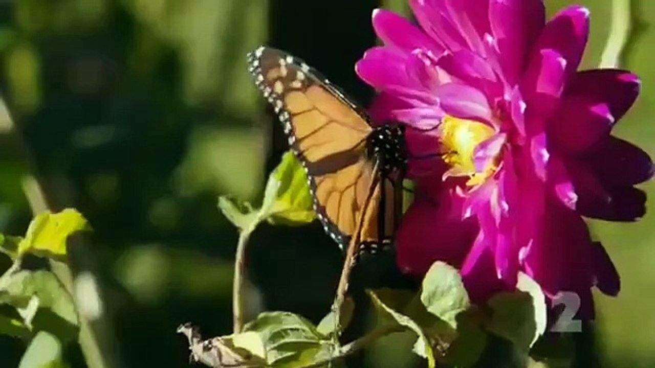 My Kitchen Rules (NZ) - Se2 - Ep07 HD Watch