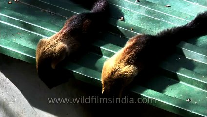 Yellow-throated Martens scavenging for food