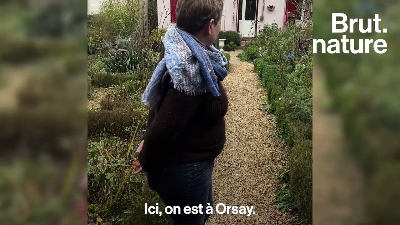 Elle veut sauver les hérissons de l’extinction