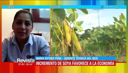 IBCE: Es momento de levantar las restricciones a la exportación de soya para impulsar la economía 
