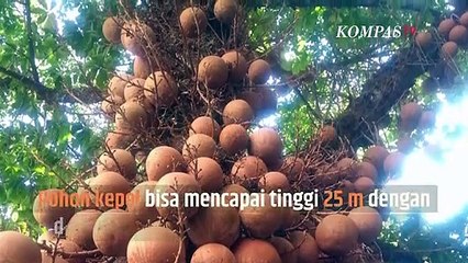 Ini Buah Langka Kesukaan Putri Keraton Yogyakarta | SINAU