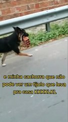 Cachorra viraliza após tutora divulgar vídeos de mania de furtar tijolos