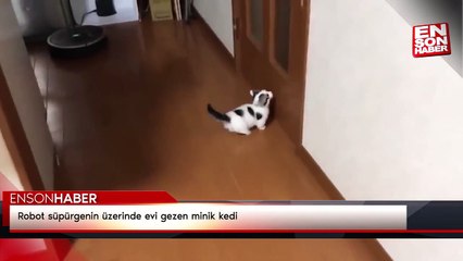 Robot süpürgenin üzerinde evi gezen minik kedi
