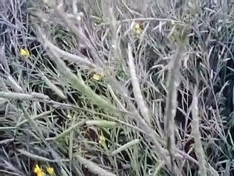 शीतलहर से खेतों में खड़ी इन फसलों को हुआ नुकसान