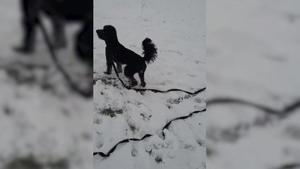 Arctic blast: Pets frolic as Britain blanketed by freshly fallen snow