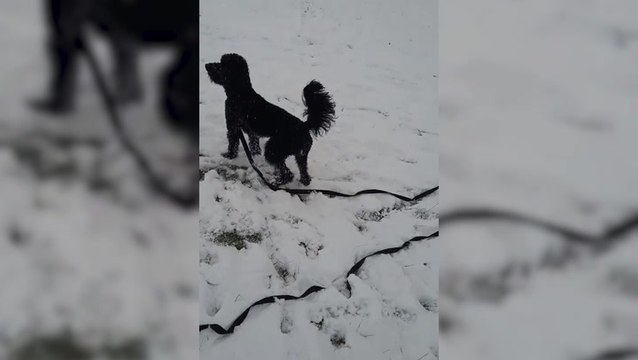 Arctic blast: Pets frolic as Britain blanketed by freshly fallen snow