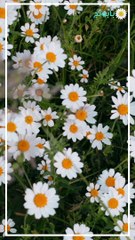 نبات البابونج