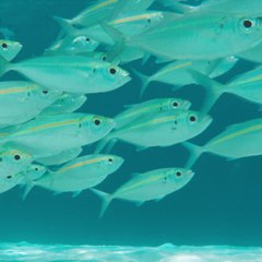 Les poissons peuvent-ils se noyer ?carré (1)