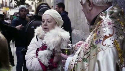En Espagne, les animaux de compagnie sont bénis pour la Saint-Antoine