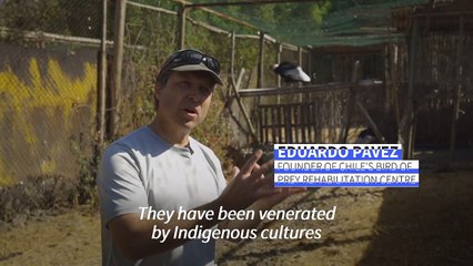 Chile prepares threatened Andean condor chicks for release into wild
