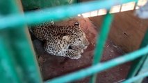 sidhi: The dreaded leopard who dragged the child from the courtyard of