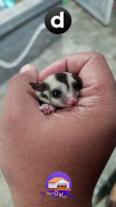 Very cute Sugar Glider cubs