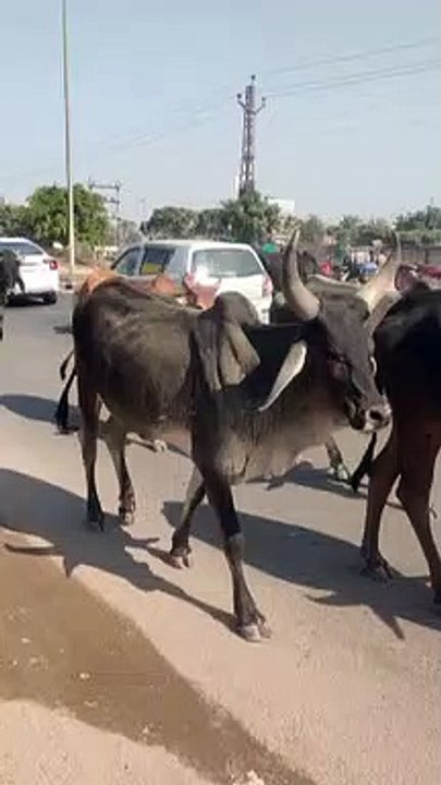 राजस्थान के सिंह द्वार अलवर में बड़े सींग वाली गाय का काफिला,देखे वीडियो