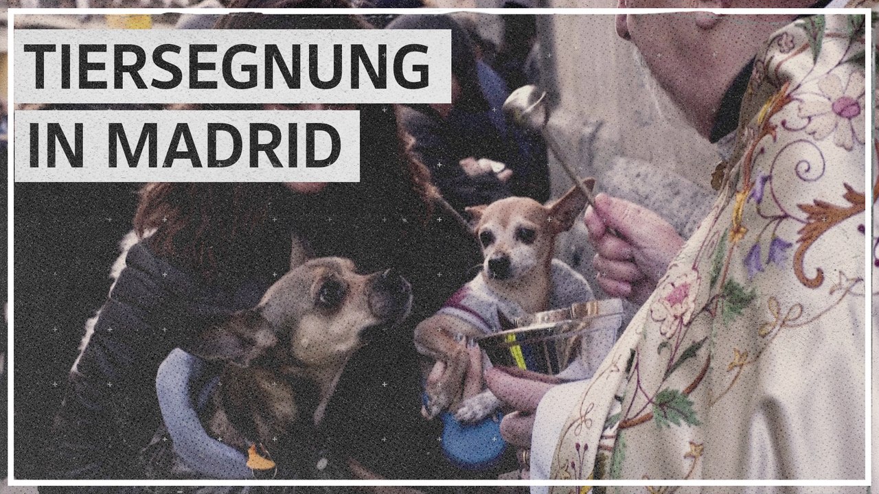 Tag des Heiligen Antonius: Gottes Segen für Hund und Katz
