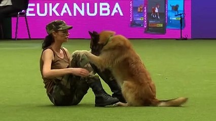 The secret to making your dog’s problem behaviors disappear