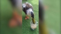 Pet duck ‘known for following kids to school and picking fights with foxes’ enjoys cup of tea