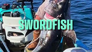 Huge Swordfish from Tiny Boat