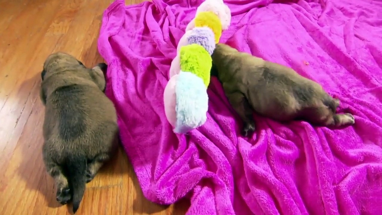 Too Cute! - Ep56 HD Watch