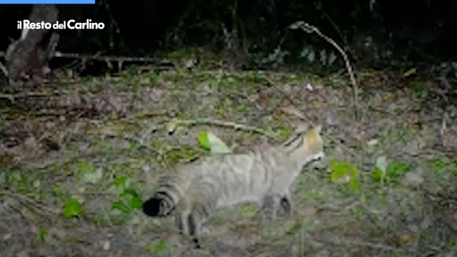Gatto selvatico immortalato nel video 'fototrappola' a Reggio Emilia