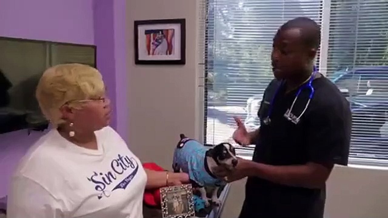 The Vet Life - Se6 - Ep04 - Struggling Pug HD Watch