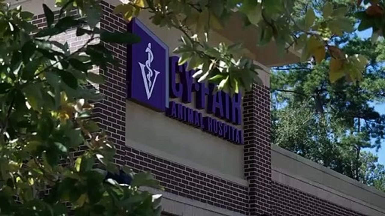 The Vet Life - Se6 - Ep06 - Hermaphrodite Hound HD Watch