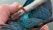 Sauvetage d'un martin-pêcheur les pattes collées sur une barre métallique