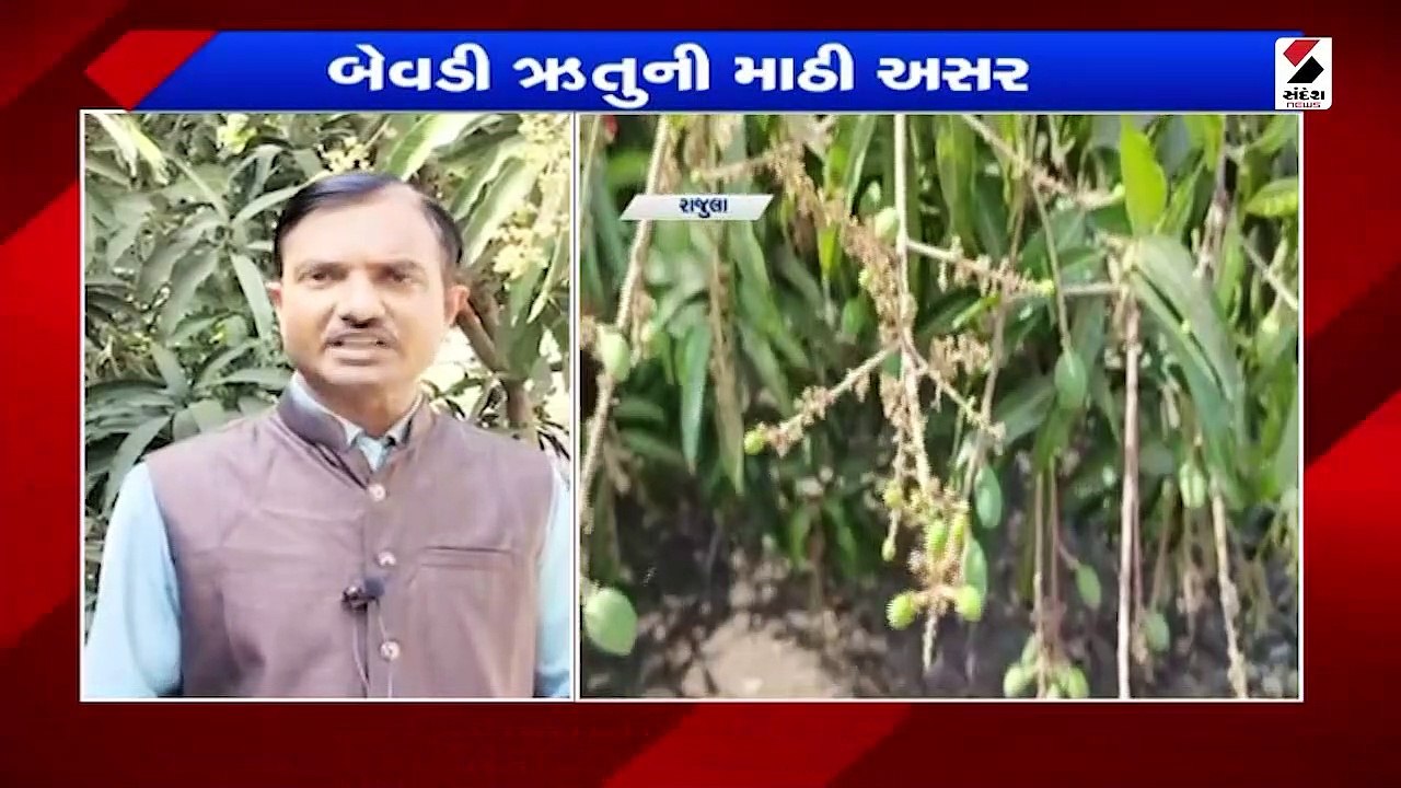 રાજુલામાં બેવડી ઋતુની માઠિ અસર