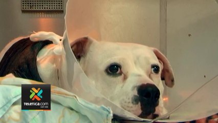 tn7-cirugia-de-perro-que-defendio-a-su-dueño-fue-un-exito-180123
