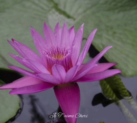 Je t'aime Cheri. Pop Songs. TUTZE MUSICA.