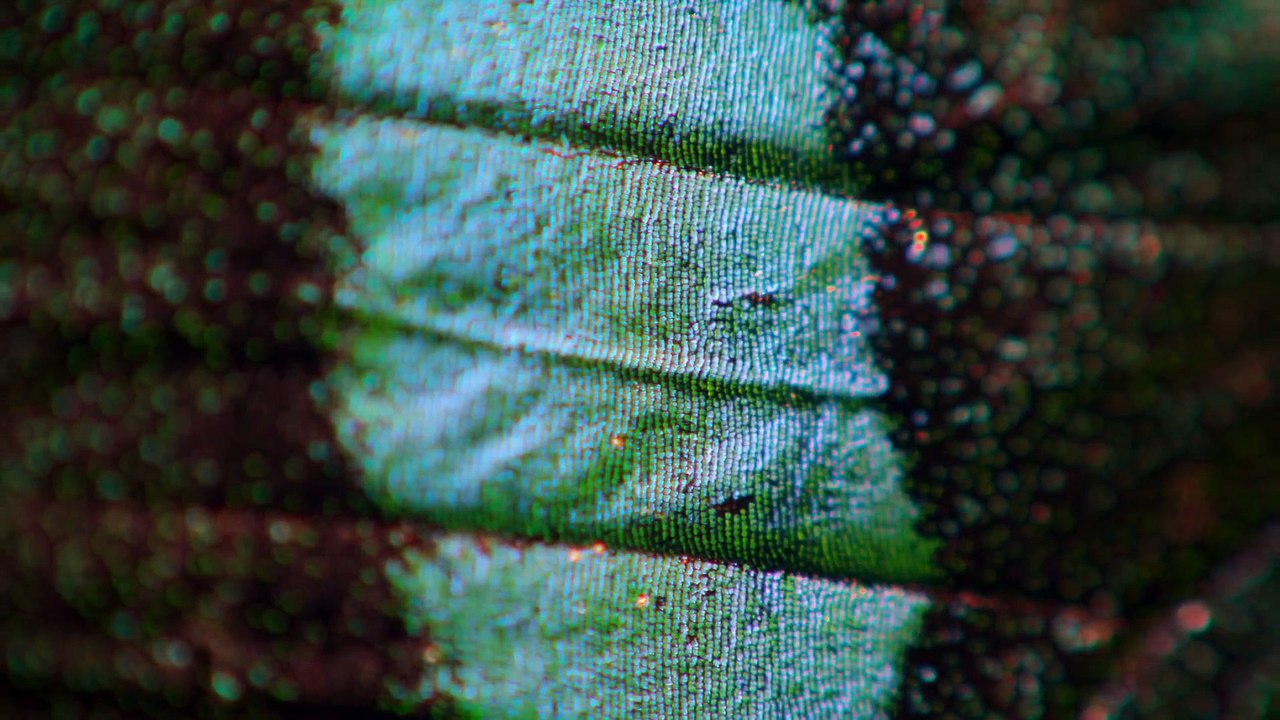 Life in Colour - Se1 - Ep01 HD Watch