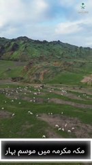 "ربيع مكة".. يحصد تفاعلاً كبيرًا من المغردين الباكستانيين